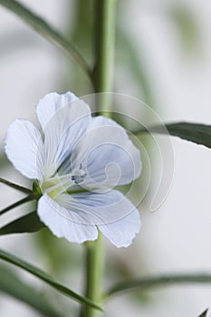 Flax Linum usitatissimum flowers