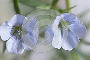 Flax Linum usitatissimum flowers