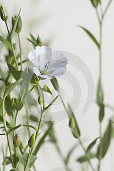 Flax Linum usitatissimum flowers