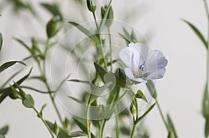 Flax Linum usitatissimum flowers