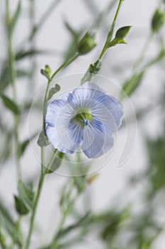 Flax Linum usitatissimum flowers