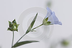 Flax Linum usitatissimum flowers