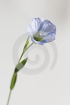 Flax Linum usitatissimum flowers