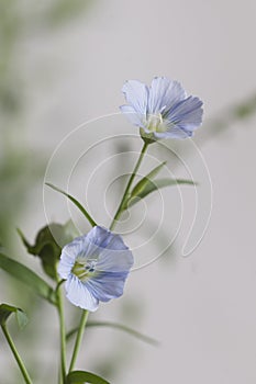 Flax Linum usitatissimum flowers