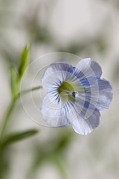 Flax Linum usitatissimum flowers