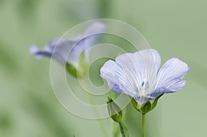 Flax (Linum usitatissimum) flowers