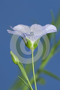Flax (Linum usitatissimum) flowers photo