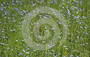 Flax Linum usitatissimum or Linseed Crop with Flowers