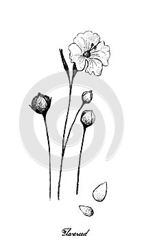 Flax or Linum Usitatissimum Plant with Seed
