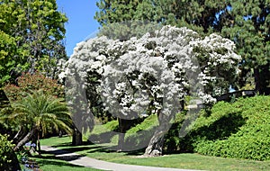 Flax Paperbark tree or Melaleuca linariifolia in Laguna Woods, California.
