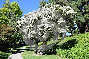 Flax Paperbark tree or Melaleuca linariifolia in Laguna Woods, California.