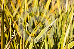 Flax phormium agavaceae tanax from new zealand