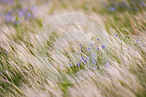 Flax plant on field in wild nature photo