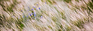 Flax plant on field in wild nature