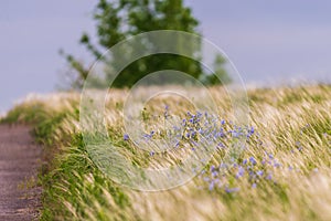 Flax plant on field in wild nature