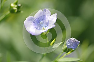 Flax Plant With Thier Flower