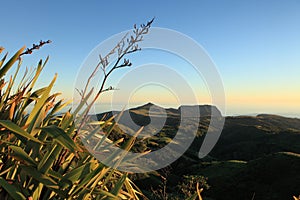 Flax plants in dawn light St Helena Island photo