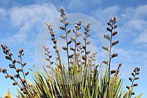 Flax reaching high photo