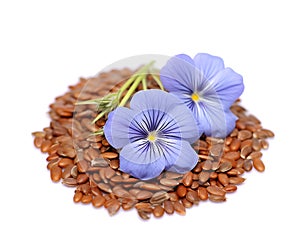 Flax seed flowers closeup on white backgrounds