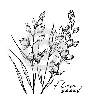 Flax seed hand drawn black and white vector