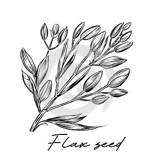 Flax seed hand drawn black and white vector