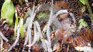 Flax seeds germinate in the soil and are covered with mold spores due to high humidity in timelapse