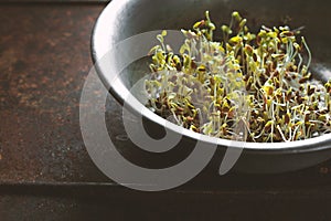 Flax sprouts in a bowl on a metal table