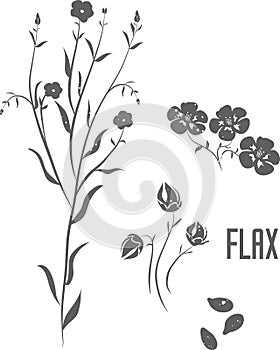 Flax stem and seeds vector illustration