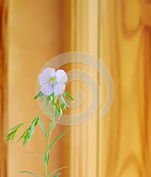 Flax twig with flowers on wood blurred background