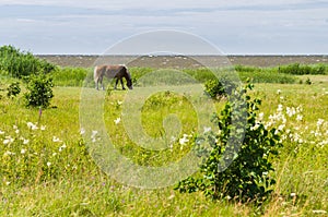 Flaxen chestnut horse grazing on windy field by the sea photo