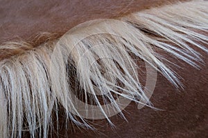 Flaxen mane of colt foal horse closeup photo