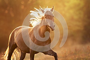 Flaxen horse free run photo