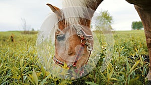 A Flaxen Horse Grazing In The Beautiful Field Meadows During The Daytime photo