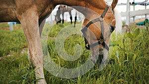 A Flaxen Horse Grazing In The Field Meadows - Scenes From The Horse Farm photo