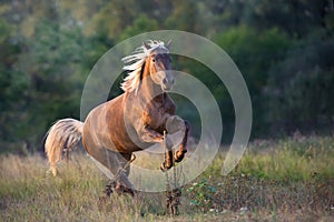 Flaxen horse run outdoor