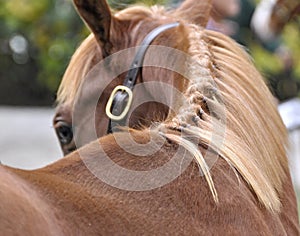 Flaxen Mane