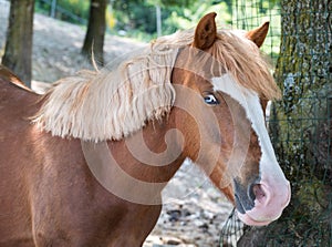 Flaxen pony with blue eyes photo