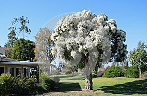 Flaxleaf Paperback tree in full bloom in Laguna Woods, California.