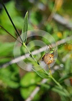 Flaxseed  in garden