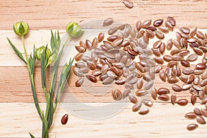 Flaxseed with its flower