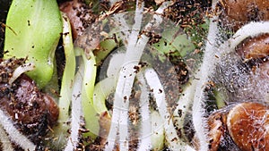 Flaxseeds planted into earth germinate and become covered by toxic fungus filmed in timelapse