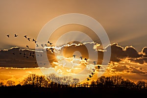 Flaying geese at dramatic sunset