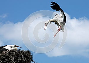 Flaying stork over nest