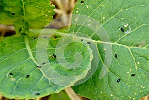 Flea beetles on a young cabbage leaf