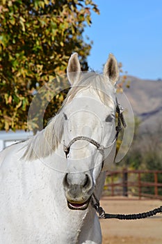 Gray american quarter horse gelding with trees and autumn colors photo