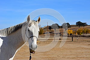 Gray american quarter horse gelding with oak trees and autumn colors photo