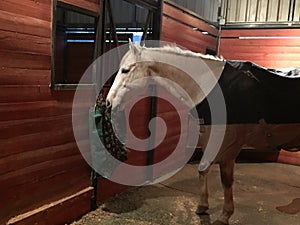 Gray american quarter horse gelding inside barn with rubber mats and cherry wood stalls photo