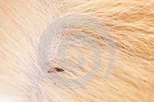 Flea in cat fur close up. Macro flea parasites in pets
