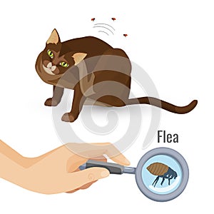 Flea from cat fur harmful bio organism vector illustration photo
