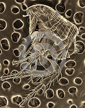 Flea. Electron microscope photo